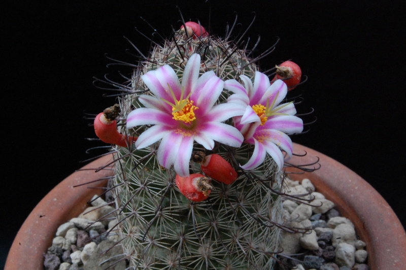 Mammillaria swinglei KKR 127