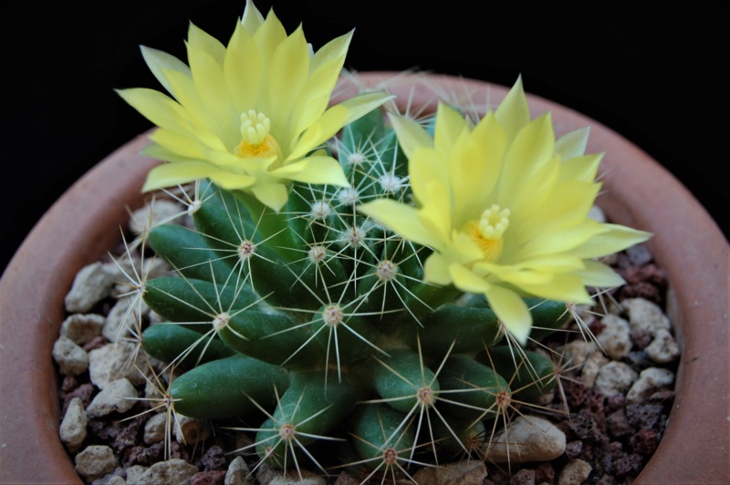 Mammillaria sphaerica REP 394