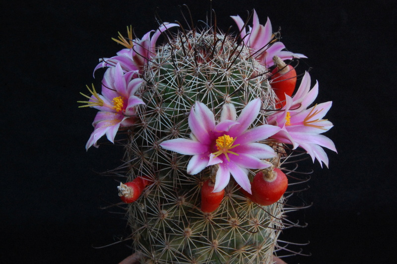 Mammillaria swinglei KKR 127