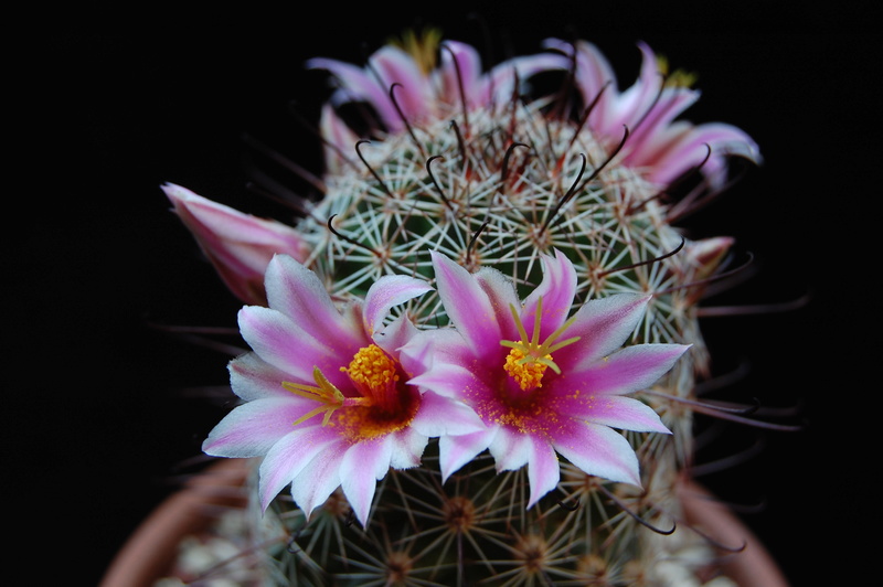 Mammillaria swinglei KKR 127