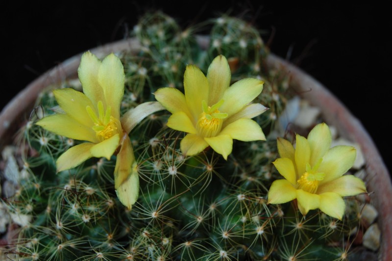 Mammillaria surculosa 