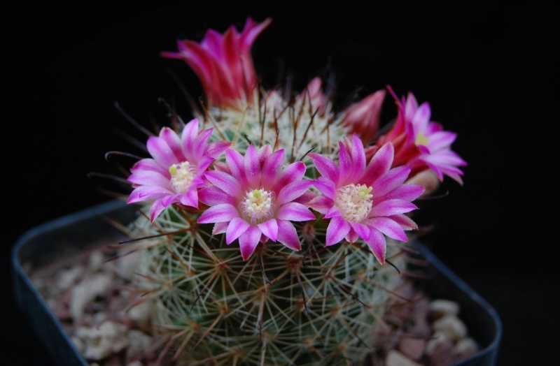 Mammillaria duoformis v. xuchiapensis REP 1677