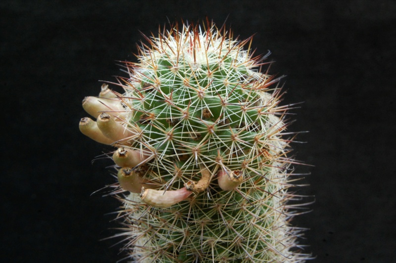 Mammillaria duoformis v. xuchiapensis REP 1677