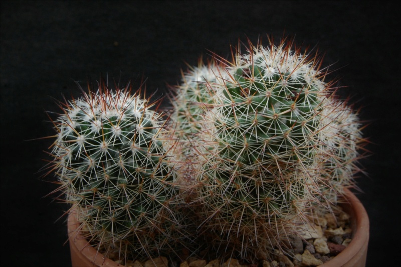 Mammillaria duoformis v. xuchiapensis REP 1677