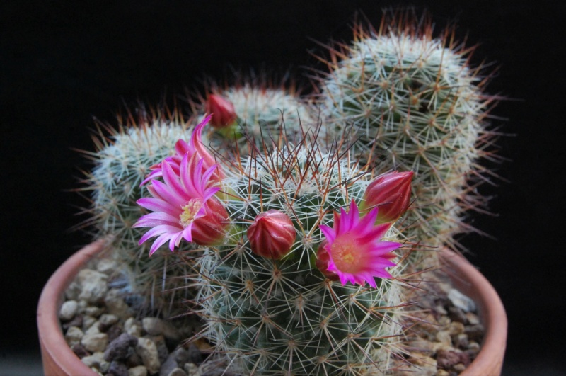 Mammillaria duoformis v. xuchiapensis REP 1677