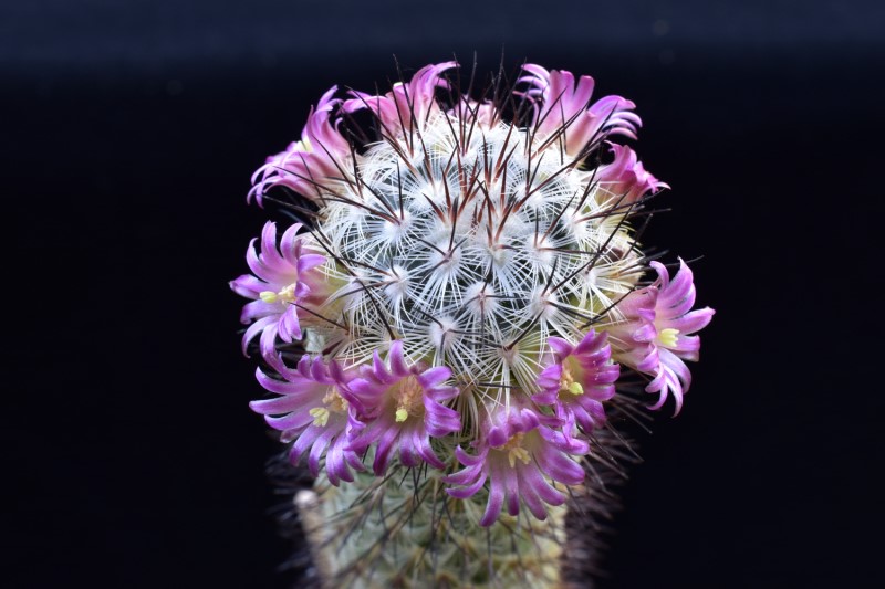 Mammillaria microhelia ML 285