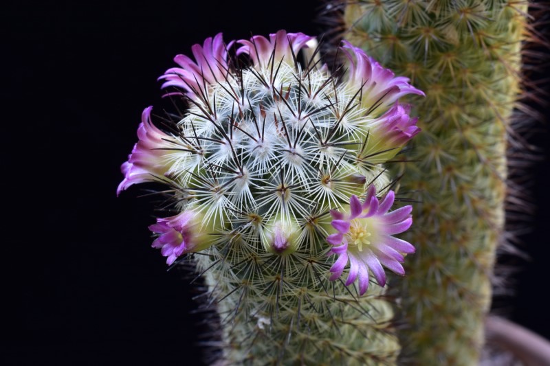 Mammillaria microhelia ML 285