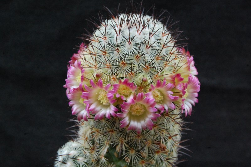 Mammillaria microhelia ML 285