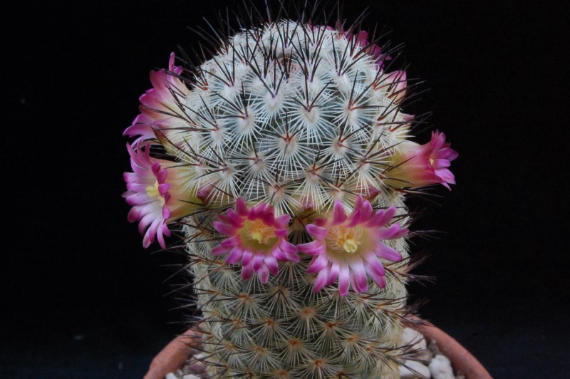 Mammillaria microhelia ML 285