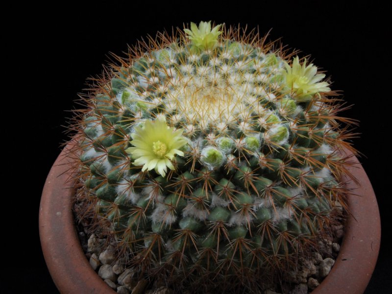 Mammillaria canelensis ROG 648