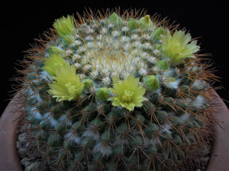 Mammillaria canelensis ROG 648