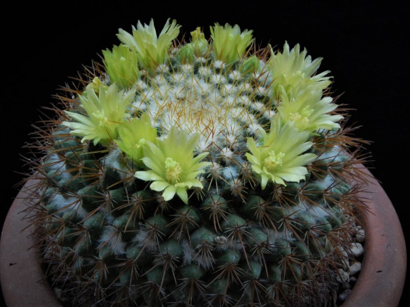 Mammillaria canelensis ROG 648