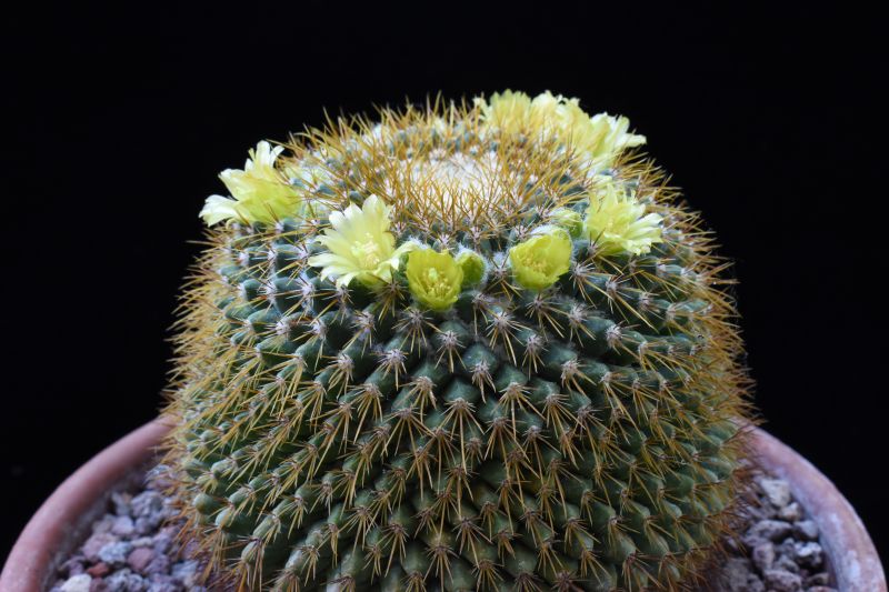 Mammillaria canelensis ROG 648