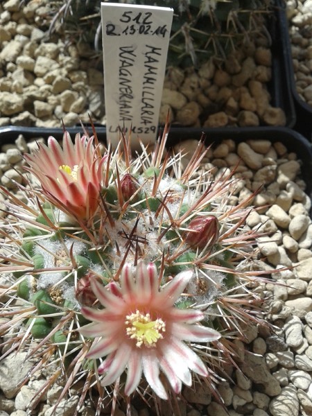 Mammillaria wagneriana Lau 1529