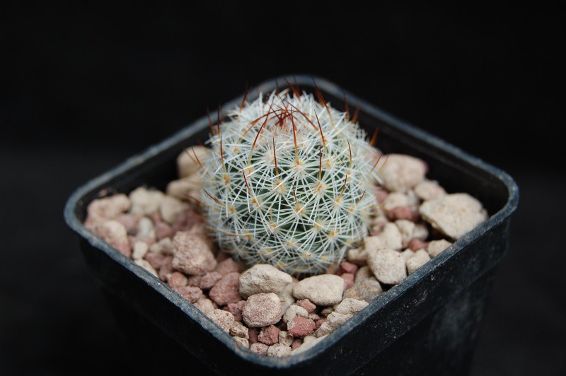 Mammillaria haageana DAR 091a