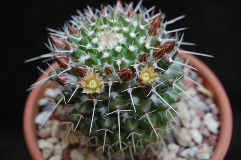 Mammillaria knippeliana REP 920