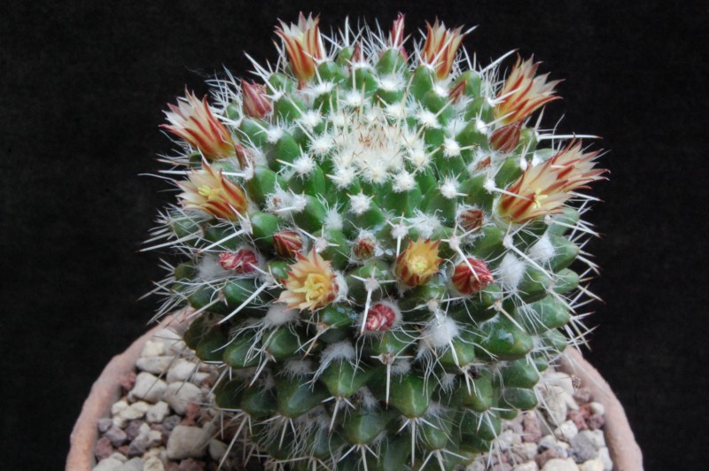 Mammillaria knippeliana REP 920