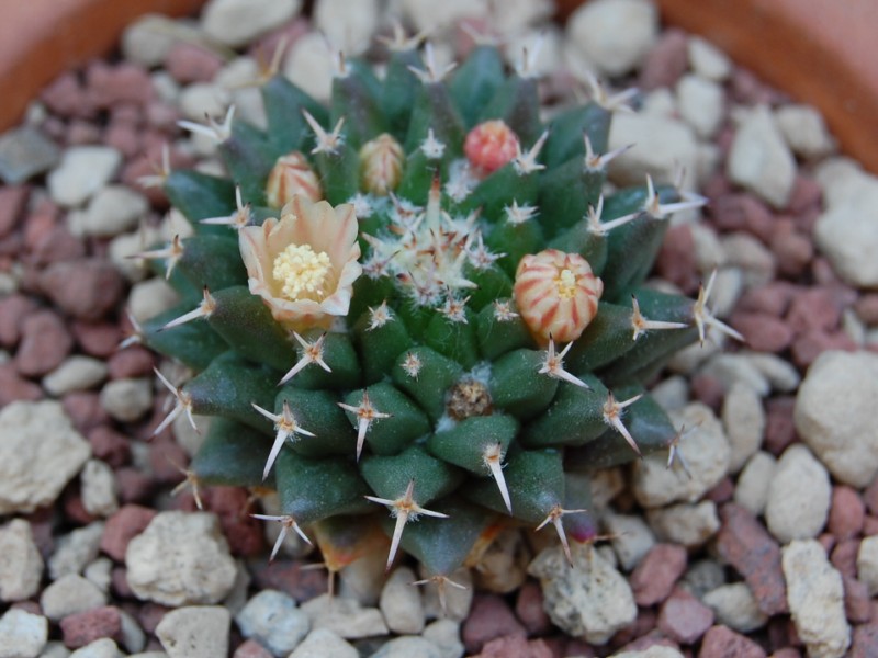 Mammillaria sempervivi SB 91