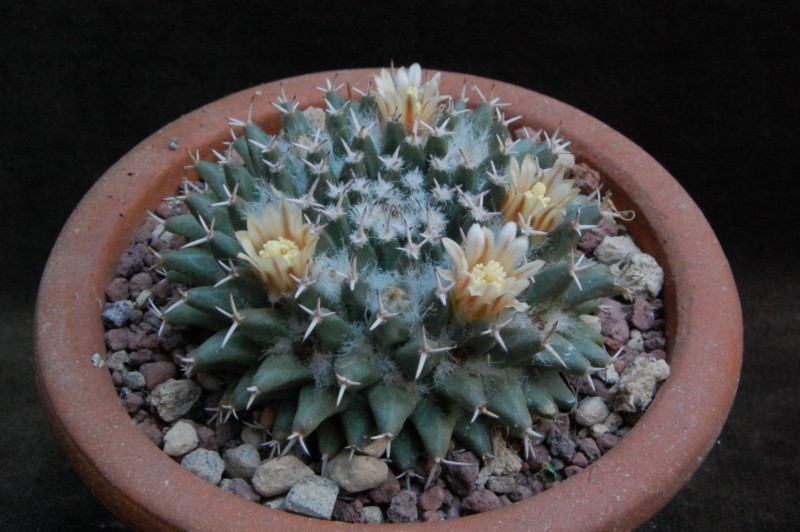 Mammillaria sempervivi SB 91