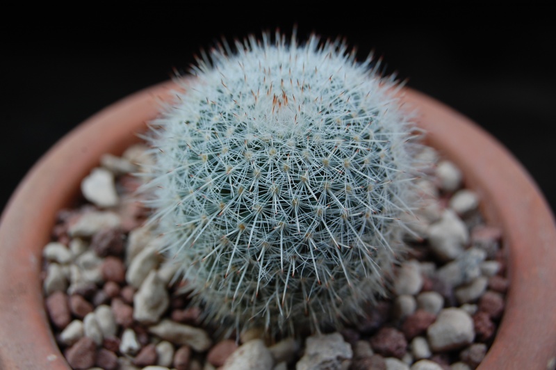 Mammillaria klissingiana ROG 596