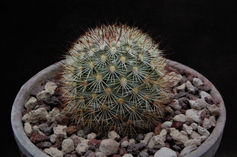 Mammillaria densispina PN 518