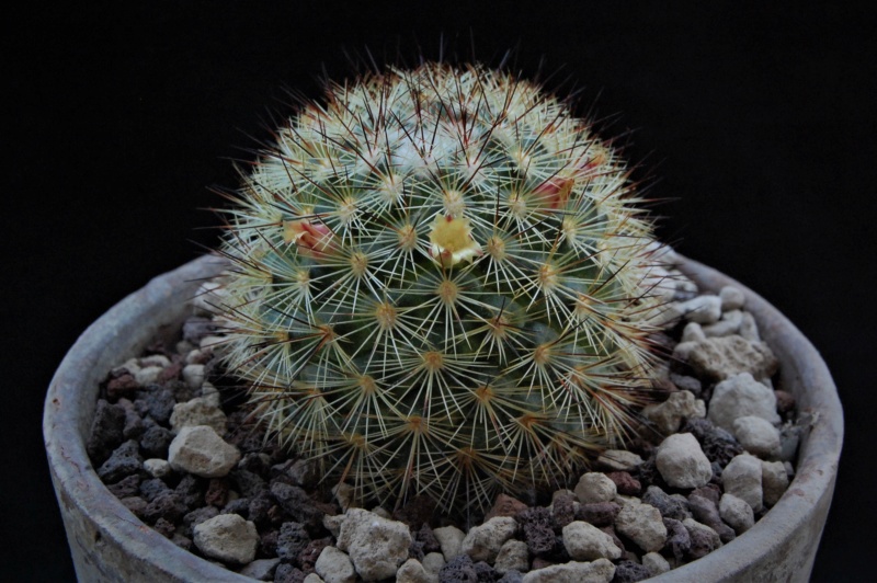 Mammillaria densispina PN 518