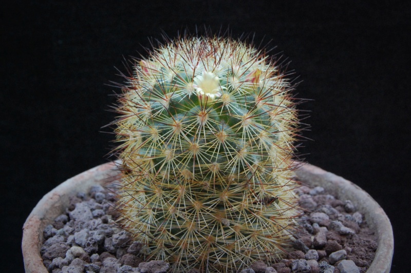 Mammillaria densispina PN 518