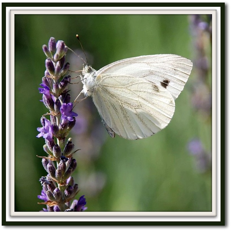 Pieride su lavanda  