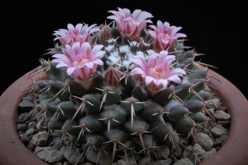 Mammillaria rioverdense REP 1123