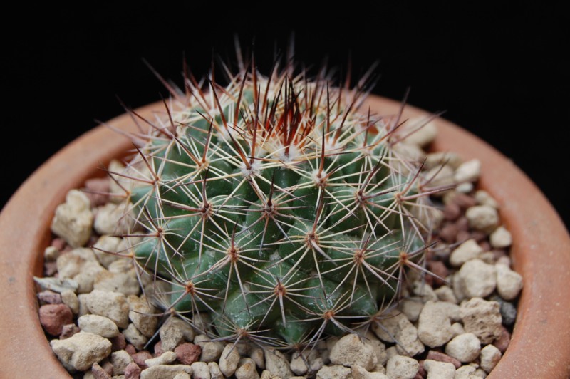 Mammillaria cobrensis f. rubriflora 