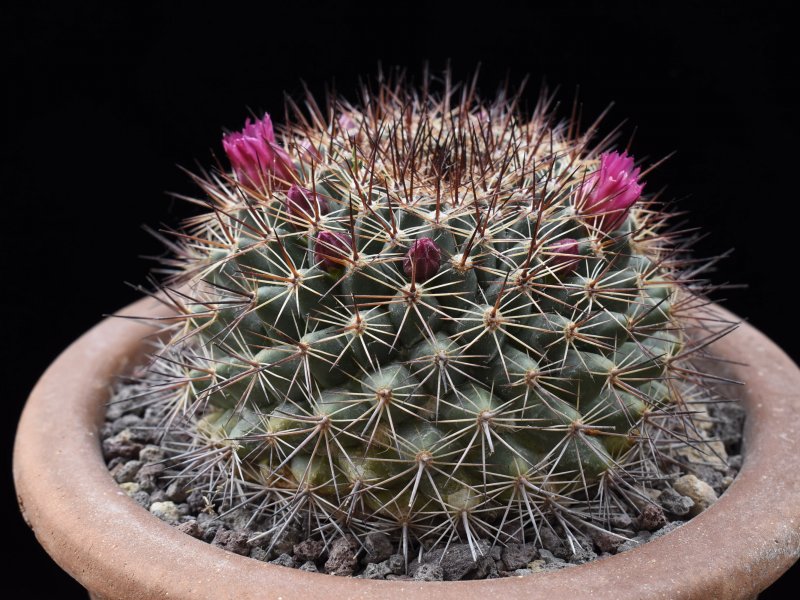 Mammillaria lindsayi 