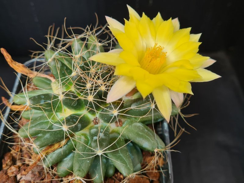 Mammillaria paulii 