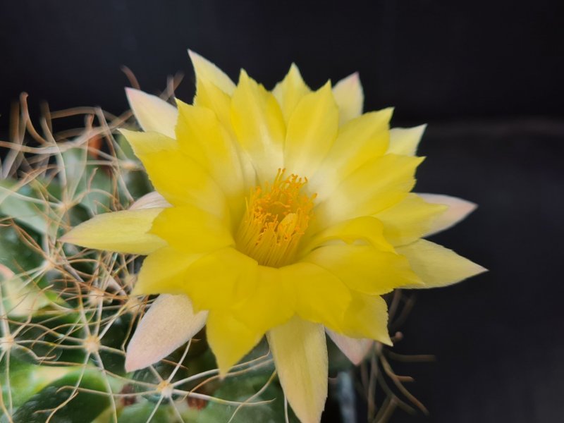 Mammillaria paulii 