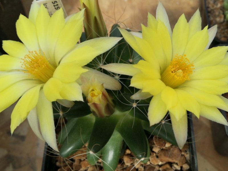 Mammillaria paulii 