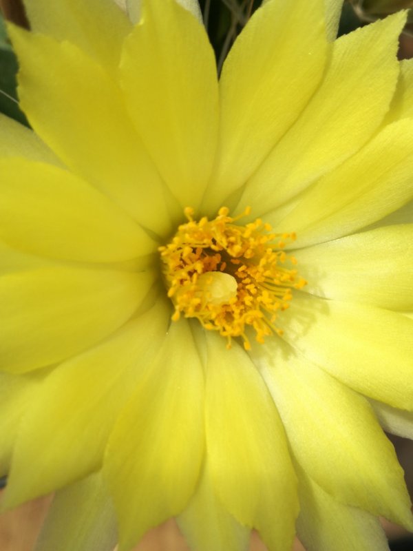 Mammillaria paulii 