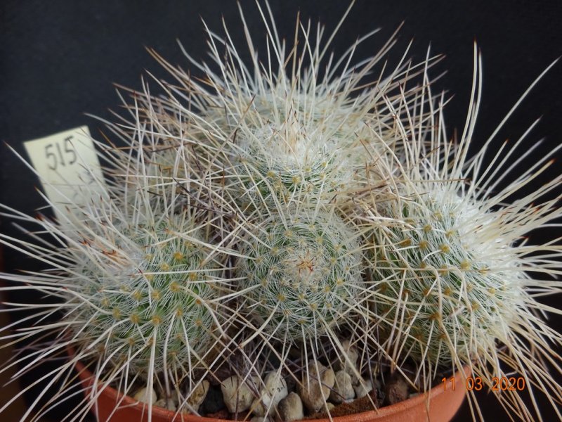 Mammillaria geminispina v. nobilis 