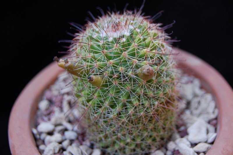 Mammillaria isotensis 