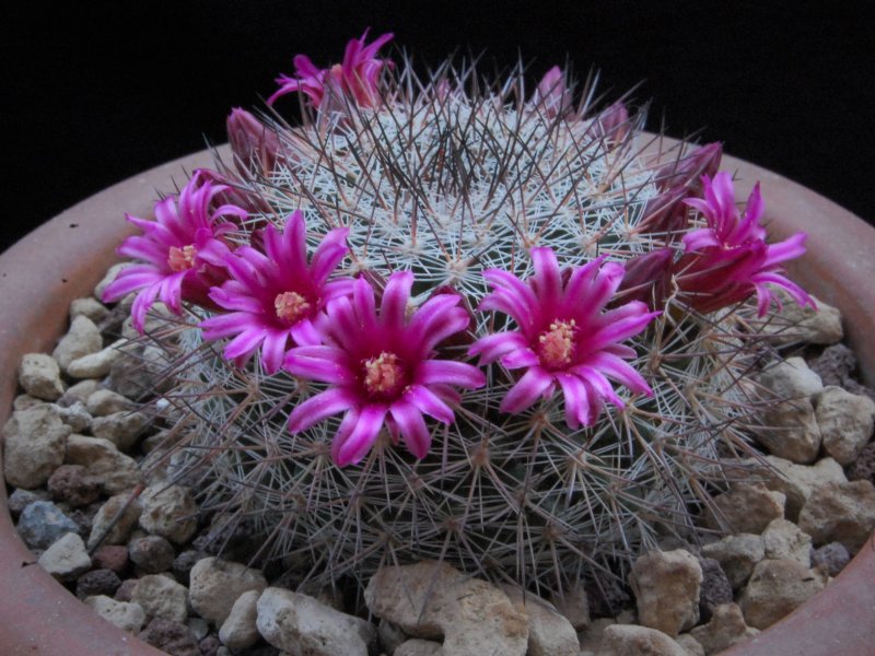 Mammillaria sinforosensis ROG 713