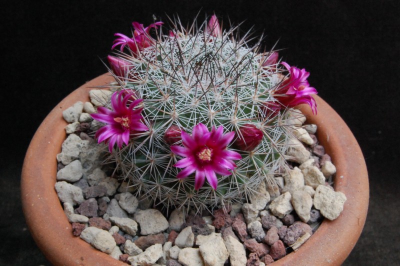 Mammillaria sinforosensis ROG 713