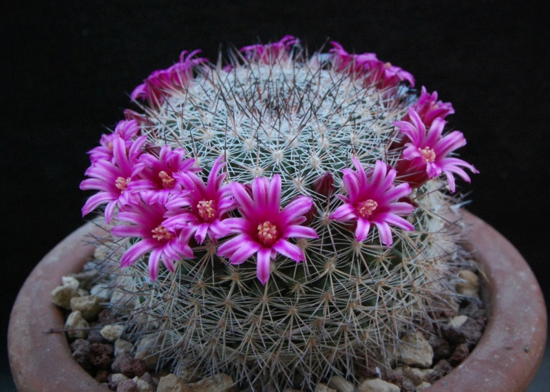 Mammillaria sinforosensis ROG 713