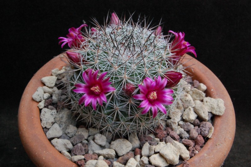 Mammillaria sinforosensis ROG 713