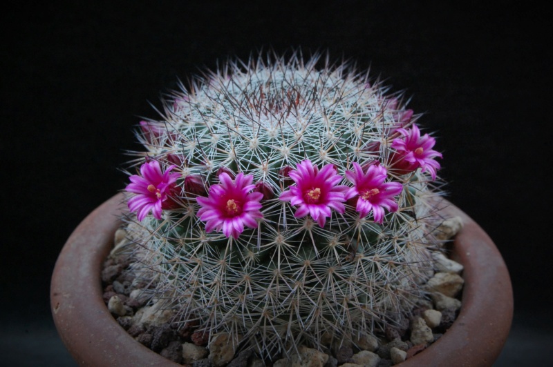 Mammillaria sinforosensis ROG 713