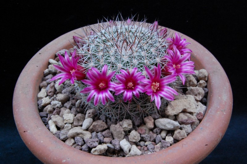 Mammillaria sinforosensis ROG 713