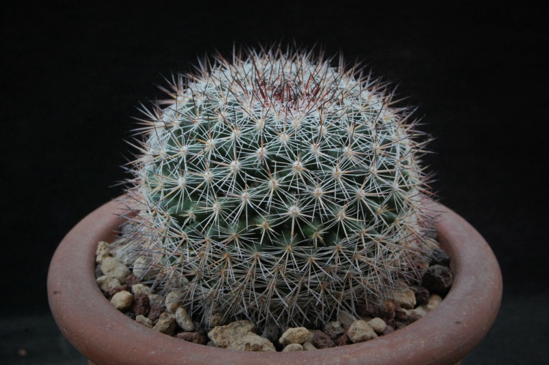 Mammillaria sinforosensis ROG 713