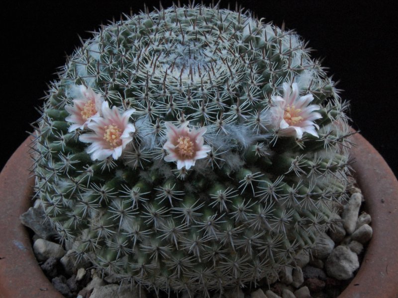 Mammillaria formosa ML 113