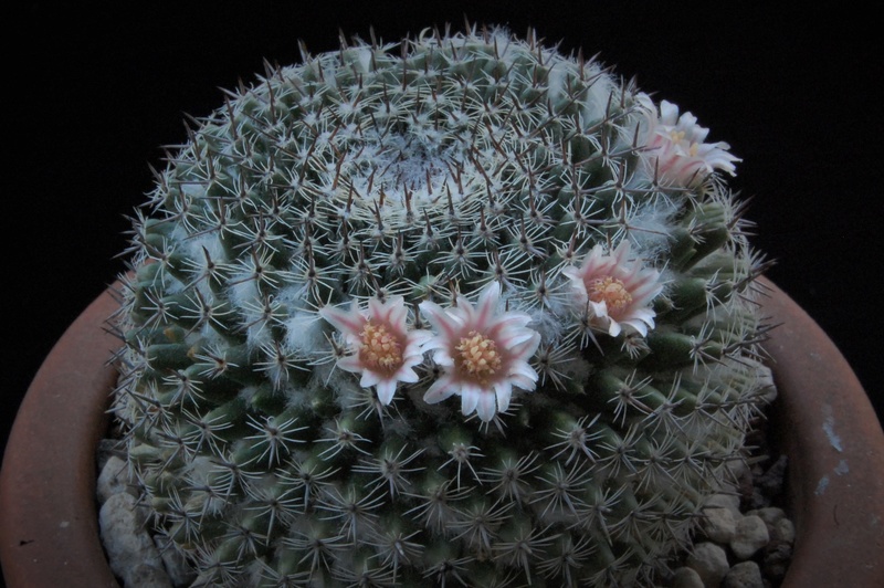 Mammillaria formosa ML 113