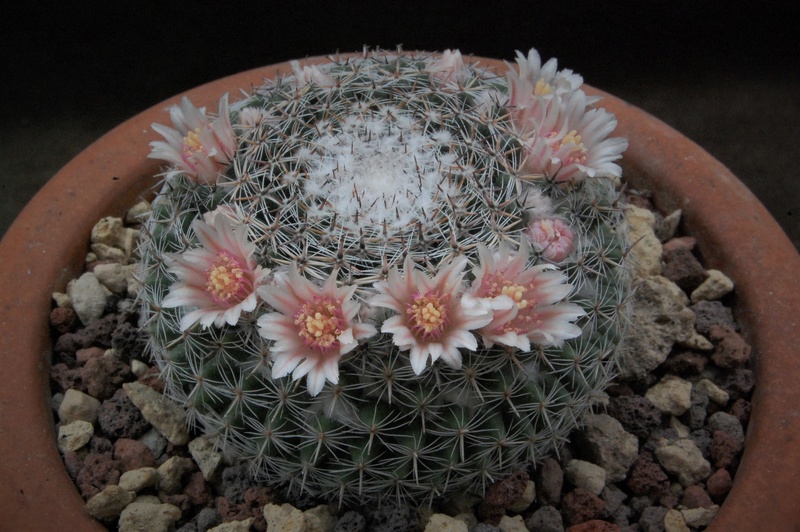 Mammillaria formosa ML 113