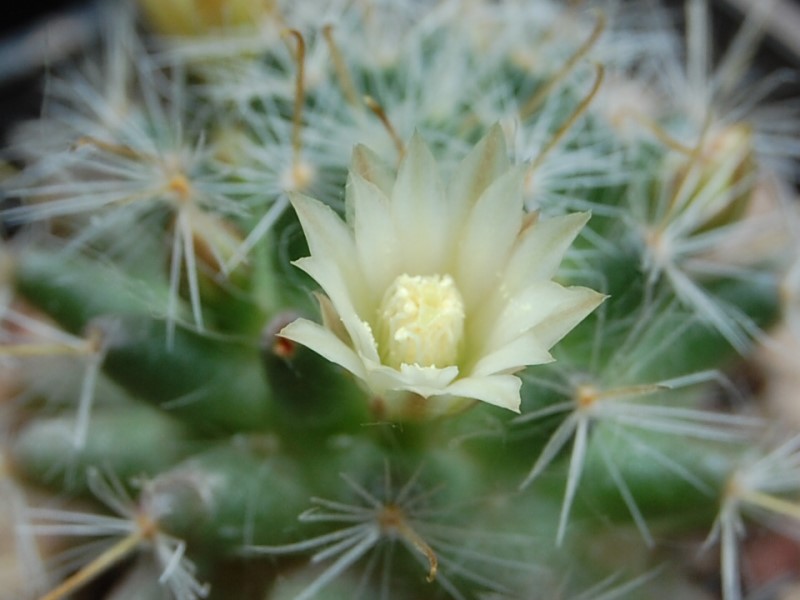 Mammillaria sp. WOLF 688