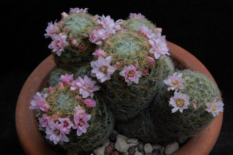 Mammillaria schiedeana ssp. giselae ML 677