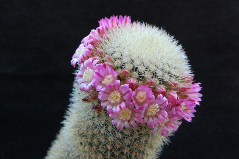 Mammillaria spinosissima ssp. pilcayensis ML 26